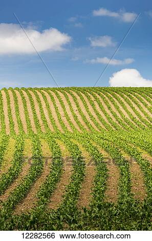 Stock Photograph - Rows of a corn field on a hilly slope with blue sky and clouds; Glomel, Brittany, France. Fotosearch