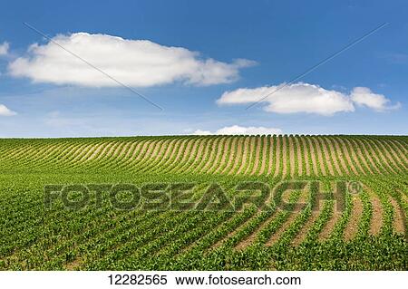 Stock Photography - Rows of a corn field on a hilly slope with blue sky and clouds; Glomel, Brittany, France. Fotosearch