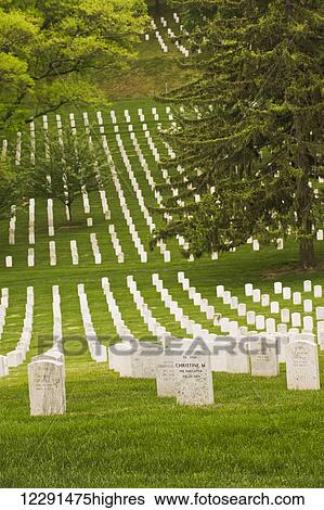 Rows of grave stones at Arlington National Cemetery; Arlington, Virginia, United States of America View Large Photo Image Stock Photograph - Rows of grave stones at Arlington National Cemetery; Arlington, Virginia, United States of America. Fotosearch