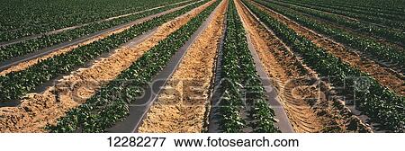 Rows of mid-growth bell pepper plants on black plastic in the Coachella Valley in the spring; Oasis, California, United States of America View Large Photo Image Stock Photo - Rows of mid-growth bell pepper plants on black plastic in the Coachella Valley in the spring; Oasis, California, United States of America. Fotosearch
