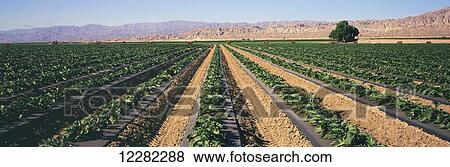 Rows of mid-growth eggplant develop on black plastic, mountains and blue sky in background, Coachella Valley; Mecca, California, United States of America View Large Photo Image Stock Photo - Rows of mid-growth eggplant develop on black plastic, mountains and blue sky in background, Coachella Valley; Mecca, California, United States of America. Fotosearch