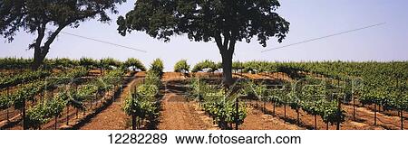 Rows of mid-growth grapevines in late spring on a hillside amid protected live oak trees in California's Central Valley; Lodi, California, United States of America View Large Photo Image Stock Photo - Rows of mid-growth grapevines in late spring on a hillside amid protected live oak trees in California's Central Valley; Lodi, California, United States of America. Fotosearch