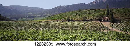Stock Photography - Rows of mid-growth grapevines in summer on a hillside vineyard building and hills in the background, Sonoma County; Healdsburg, California, United States of America. Fotosearch