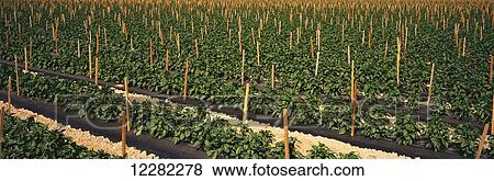 Rows of staked mid-growth bell pepper plants on black plastic in the Coachella Valley in the spring; Oasis, California, United States of America View Large Photo Image Stock Photo - Rows of staked mid-growth bell pepper plants on black plastic in the Coachella Valley in the spring; Oasis, California, United States of America. Fotosearch