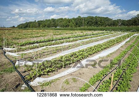 Stock Photo - Rows of vegetable plants growing on a farm; Upper Marlboro, Maryland, United States of America. Fotosearch