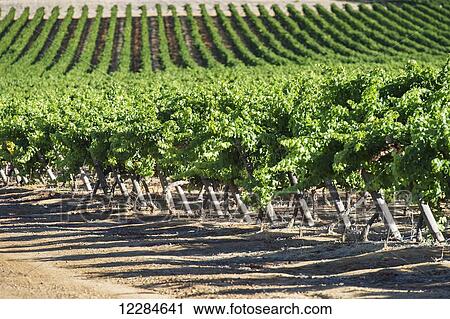 Stock Image - Rows of vines in a vineyard; Stellenbosch, Gautang, South Africa. Fotosearch