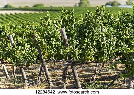 Rows of vines in a vineyard; Stellenbosch, Gautang, South Africa View Large Photo Image Stock Image - Rows of vines in a vineyard; Stellenbosch, Gautang, South Africa. Fotosearch