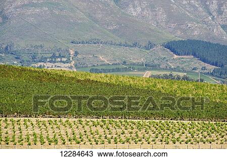 Stock Image - Rows of vines in a vineyard; Stellenbosch, Gautang, South Africa. Fotosearch
