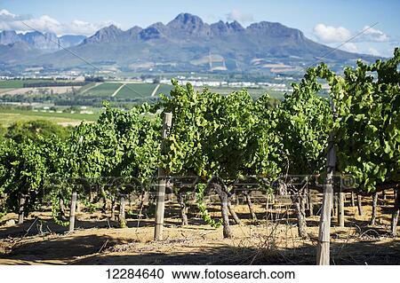 Rows of vines with mountains; Stellenbosch, Gautang, South Africa View Large Photo Image Stock Image - Rows of vines with mountains; Stellenbosch, Gautang, South Africa. Fotosearch