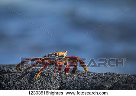 Stock Photograph - Sally Lightfoot crab (Grapsus grapsus) on grey volcanic rock; Galapagos Islands, Ecuador. Fotosearch