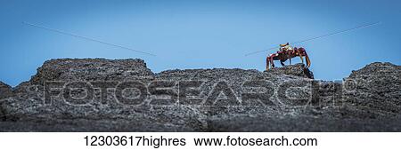 Sally Lightfoot crab (Grapsus grapsus) on rocky horizon; Galapagos Islands, Ecuador View Large Photo Image Stock Photograph - Sally Lightfoot crab (Grapsus grapsus) on rocky horizon; Galapagos Islands, Ecuador. Fotosearch