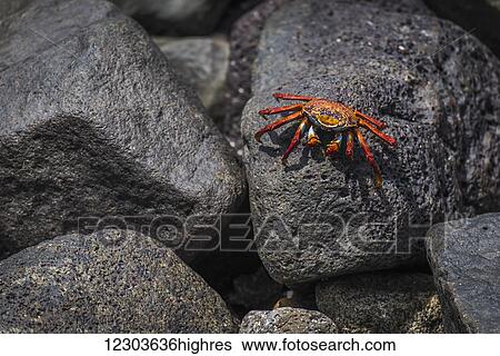 Sally Lightfoot crab (Grapsus grapsus) on wet volcanic rock; Galapagos Islands, Ecuador View Large Photo Image Stock Photograph - Sally Lightfoot crab (Grapsus grapsus) on wet volcanic rock; Galapagos Islands, Ecuador. Fotosearch
