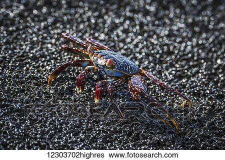 Stock Photograph - Sally Lightfoot crab (Grapsus grapsus) crawling across wet rock; Galapagos Islands, Ecuador. Fotosearch