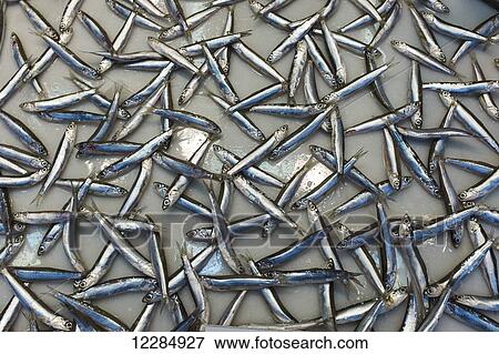 Sardines laying out on a grey surface; Malaga Province, Andalusia, Spain View Large Photo Image Stock Photo - Sardines laying out on a grey surface; Malaga Province, Andalusia, Spain. Fotosearch