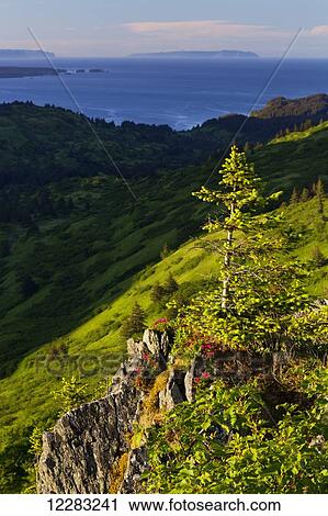 Scenic view from Pillar Mountain of coastal Kodiak Island with Kamchatka rhododendrons (Rhododendron camtschaticum) in the foreground, Southwest Alaska, Summer View Large Photo Image Stock Image - Scenic view from Pillar Mountain of coastal Kodiak Island with Kamchatka rhododendrons (Rhododendron camtschaticum) in the foreground, Southwest Alaska, Summer. Fotosearch