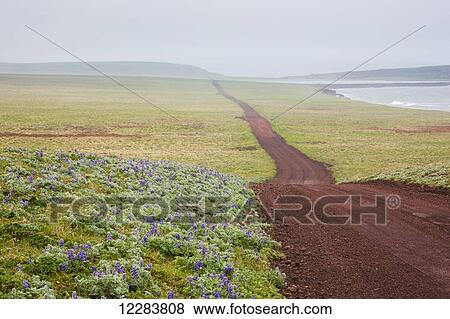 Stock Photo - Scenic view of a red dirt road surrounded by tundra and wildflowers with foggy hills in the background, St. Paul Island, Southwestern Alaska, Summer. Fotosearch