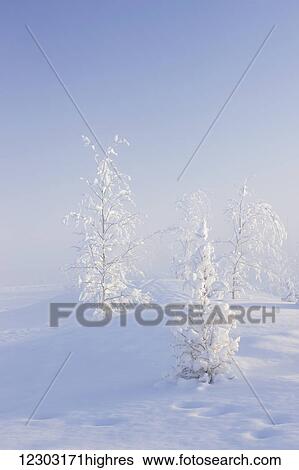 Scenic view of Birch trees in fog at sunrise, North Pole, Interior Alaska, Winter View Large Photo Image Stock Photograph - Scenic view of Birch trees in fog at sunrise, North Pole, Interior Alaska, Winter. Fotosearch