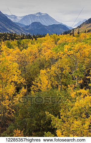 Stock Photograph - Scenic view of fall colors in the coastal mountains south of Whitehorse, Yukon Territory, Canada. Fotosearch