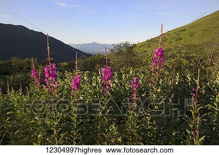 Scenic view of Fireweed blooming in Hatcher Pass with a view of Pioneer Peak in the far distance, Southcentral Alaska, summer View Large Photo Image Stock Photograph - Scenic view of Fireweed blooming in Hatcher Pass with a view of Pioneer Peak in the far distance, Southcentral Alaska, summer. Fotosearch
