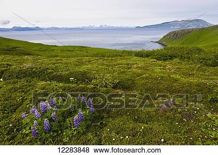 Stock Photo - Scenic view of the green bluffs along the shore of Popof Island near Sand Point, Southwestern Alaska, USA, Summer. Fotosearch