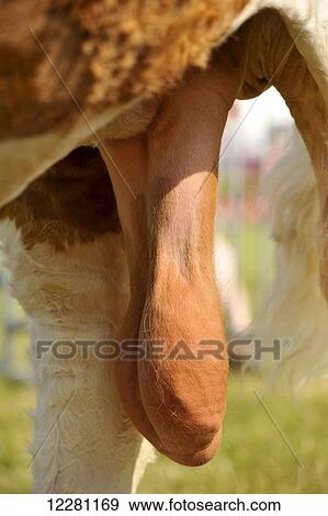 Stock Photo - Scrotum on a bull; United Kingdom. Fotosearch