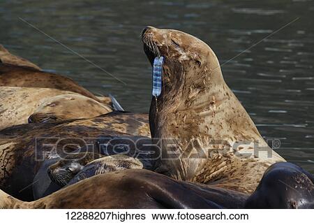 Stock Photograph - Sea lion with fishing lure caught in corner of mouth. Kodiak, Alaska, summer.. Fotosearch