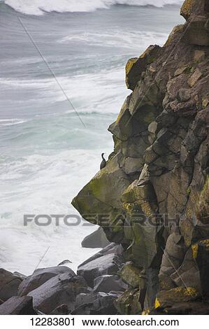 Seabird perches on dark basalt rock cliff along the Bering Sea, St. Paul Island, Southwestern Alaska, USA, summer View Large Photo Image Stock Image - Seabird perches on dark basalt rock cliff along the Bering Sea, St. Paul Island, Southwestern Alaska, USA, summer. Fotosearch