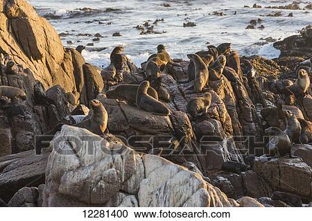 Stock Image - Seal colony along the coast; South Africa. Fotosearch