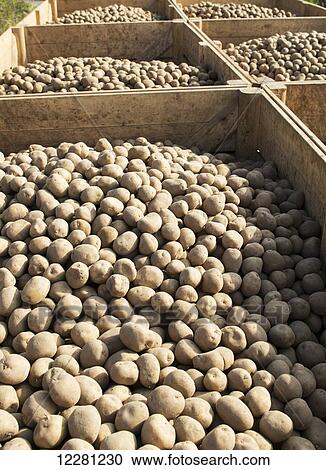 Stock Image - Seed potatoes ready for planting in spring; Yorkshire, England. Fotosearch