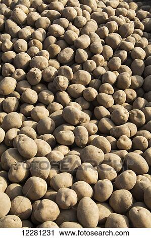 Seed potatoes ready for planting in spring; Yorkshire, England View Large Photo Image Stock Image - Seed potatoes ready for planting in spring; Yorkshire, England. Fotosearch