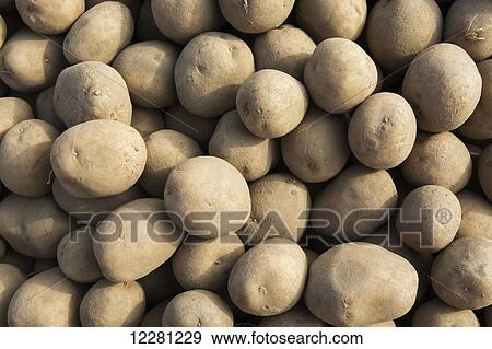 Seed potatoes ready for planting in spring; Yorkshire, England View Large Photo Image Stock Photo - Seed potatoes ready for planting in spring; Yorkshire, England. Fotosearch