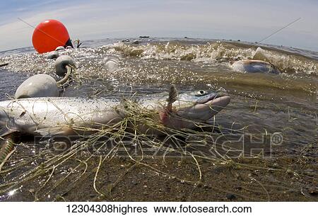 Stock Photograph - Set net on the beach with caught Sockeye salmon, Bristol Bay, Southwest Alaska, summer. Fotosearch