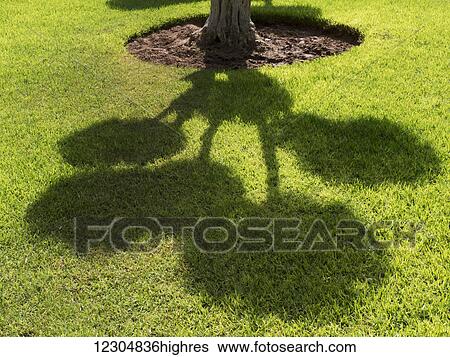 Stock Photograph - Shadow of a tree on lush grass; Marrakech, Morocco. Fotosearch