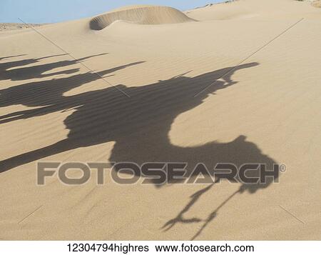 Stock Photograph - Shadows of camels and tourists on a beach trek on the sand; Essaourira, Morocco. Fotosearch