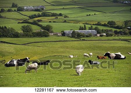Sheep and beef cattle grazing together in upland pasture; Lancashire, England View Large Photo Image Stock Photo - Sheep and beef cattle grazing together in upland pasture; Lancashire, England. Fotosearch