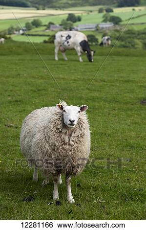 Sheep and beef cattle grazing together in upland pasture; Lancashire, England View Large Photo Image Stock Photograph - Sheep and beef cattle grazing together in upland pasture; Lancashire, England. Fotosearch