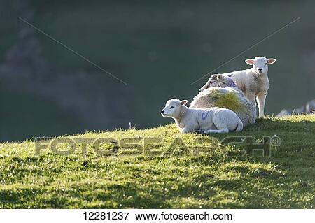 Sheep and lambs laying in sunshine in springtime; Cumbria, England View Large Photo Image Stock Photo - Sheep and lambs laying in sunshine in springtime; Cumbria, England. Fotosearch