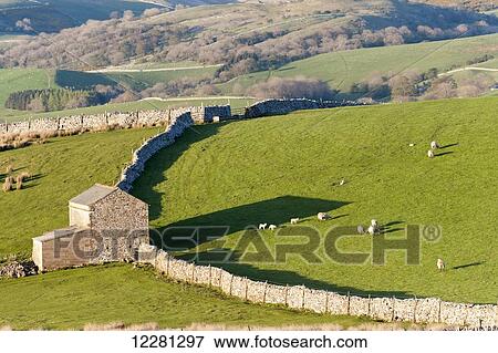 Sheep grazing in upland pastures, near Kirkby Stephen; Cumbria, England View Large Photo Image Stock Photo - Sheep grazing in upland pastures, near Kirkby Stephen; Cumbria, England. Fotosearch