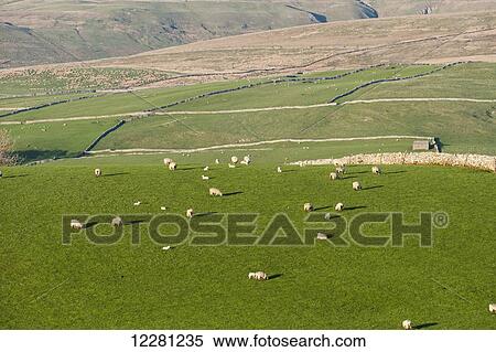 Stock Photography - Sheep grazing in upland pastures, near Kirkby Stephen; Cumbria, England. Fotosearch