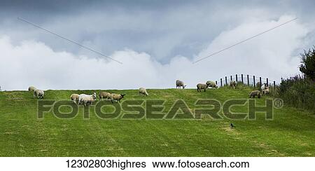 Stock Photograph - Sheep grazing on a green field under a cloudy sky, Highlands; Scotland. Fotosearch