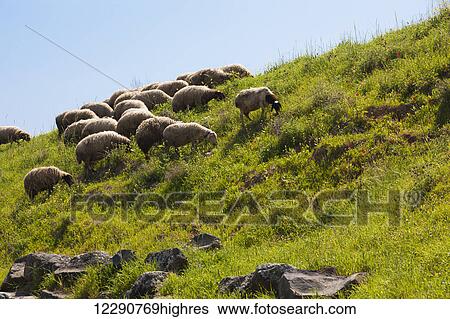 Stock Photograph - Sheep grazing on the hillside by the Sea of Galilee; Israel. Fotosearch