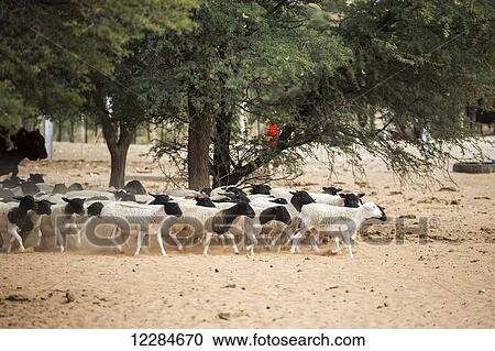 Stock Image - Sheep on a farm; Namibia. Fotosearch