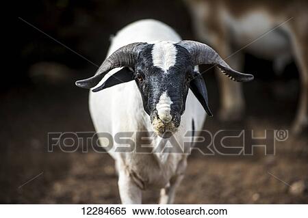 Sheep (ovis aries); Ghanzi, Botswana View Large Photo Image Stock Photography - Sheep (ovis aries); Ghanzi, Botswana. Fotosearch