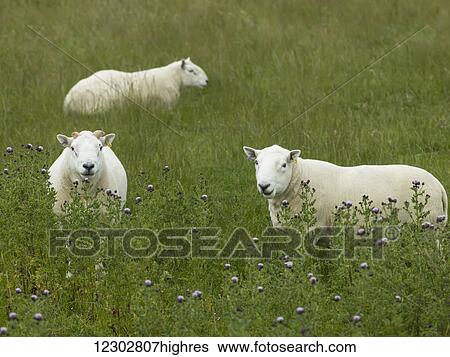 Sheep standing in tall grass and wildflowers in a field; Berriedale, Scotland View Large Photo Image Stock Photograph - Sheep standing in tall grass and wildflowers in a field; Berriedale, Scotland. Fotosearch