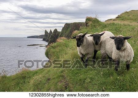 Sheep standing on the grass on the shore with a view of the coastline; John O'Groats, Highlands, Scotland View Large Photo Image Stock Photograph - Sheep standing on the grass on the shore with a view of the coastline; John O'Groats, Highlands, Scotland. Fotosearch