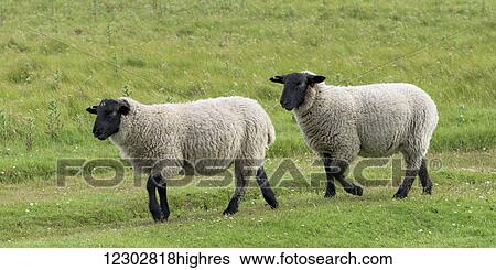 Stock Photograph - Sheep walking in a grass field; John O'Groats, Scotland. Fotosearch