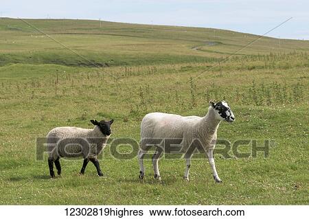 Sheep walking in a grass field on a rural landscape with a winding road in the distance; John O'Groats, Scotland View Large Photo Image Stock Photograph - Sheep walking in a grass field on a rural landscape with a winding road in the distance; John O'Groats, Scotland. Fotosearch