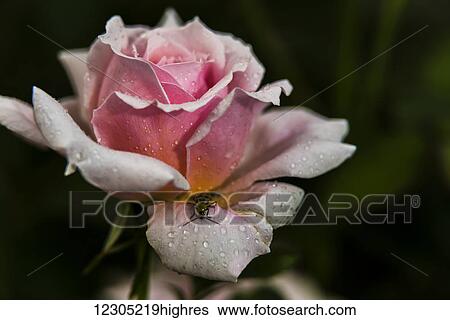 Stock Photograph - Shrub rose, 'Quietness' (Roseaceae), New York Botanical Garden; Bronx, New York, United States of America. Fotosearch