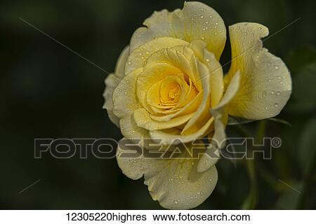 Stock Photograph - Shrub rose, 'Yellow Submarine' (Roseaceae), New York Botanical Garden; Bronx, New York, United States of America. Fotosearch