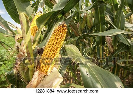Shucked field corn; Clear Spring, Maryland, United States of America View Large Photo Image Picture - Shucked field corn; Clear Spring, Maryland, United States of America. Fotosearch